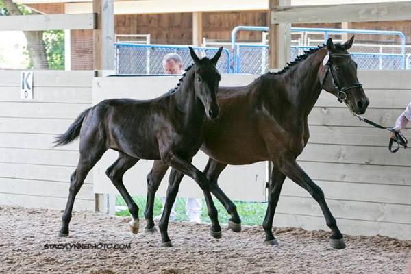 12003959_1214565251892954_2706867895653124993_n